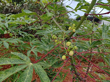 Flower buds of cassava