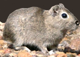 Microcavia australis