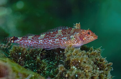 Black-faced blenny, female, by Poco a poco