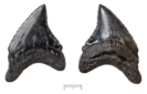 Fossil tooth of Alopias palatasi