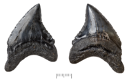 Fossil teeth of Alopias palatasi