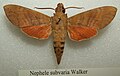 Nephele subvaria