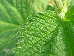 Urtica dioica (pelos urticantes).