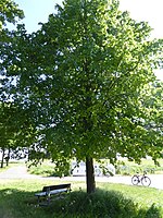 Niedersachsen-Goettingen-Naturdenkmal-ND GÖ-S 32-Linde