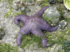 The ochre sea star was the first keystone predator to be studied. They limit mussels which can overwhelm intertidal communities.[56]