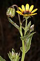 Osteospermum monstrosum