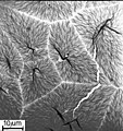 Haut aus Polyethylen, kristallisiert bei 90 °C aus einer Lösung in Xylol auf einer Wasseroberfläche, Foto mit Elektronenmikroskop