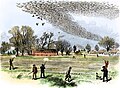 Passenger pigeon shooting in 1875