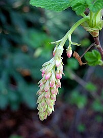 Spring buds on R. sanguineum var. glutinosum