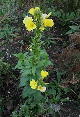 Ослинник двулетний (Oenothera biennis) — типовой вид рода Ослинник. Общий вид цветущих растений. Германия