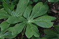 Feuille du podophylle pelté.