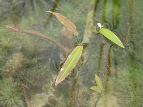 Potamogeton distinctus