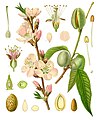 Prunus dulcis (Mill.) D.A.Webb var. amara