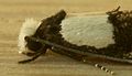 Rough-scaled head of moth Monopis icterogastra (family Tineidae)