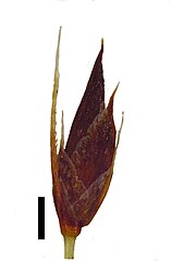 Spikelet (black scale bar represents 1 mm)