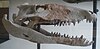 Crocodilian skull behind glass