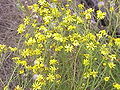 Senecio inaequidens, pianta ospite