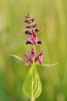 Stachys sylvatica