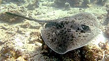 A stingray swimming over coral rubble and sand