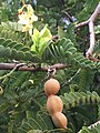 Fruits et fleurs de tamarin (tamarinier).