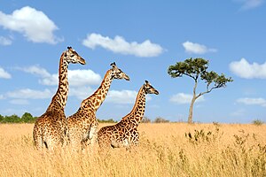 שלוש ג'ירפות מנומרות בשמורת מסאי מארה בקניה