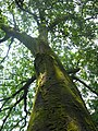 A 60-year-old Toona ciliata var. pubescens in Hunan, China