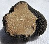 Summer truffle (Tuber aestivum)