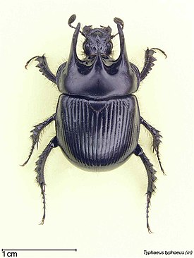 Typhaeus typhoeus