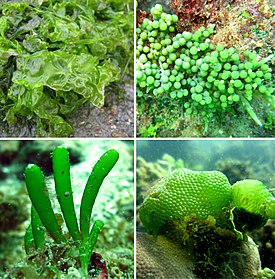 Верхний ряд: Ulva sp., Caulerpa sp. Нижний ряд: Bornetella sp., Dictyosphaerium sp.