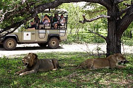 Lion pair at Selous Game Reserve, Tanzania