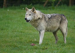 Forme la plus commune du Loup gris.