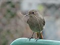 Phoenicurus ochruros (Codirosso spazzacamino) femmina a Slovenske Konjice, Slovenia.