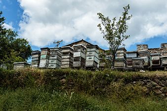 Кошници со пчели во селскиот атар