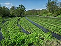 Wasabi plants (Azumino, Nagano, Japan)