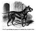 Antiguo bulldog, 1859