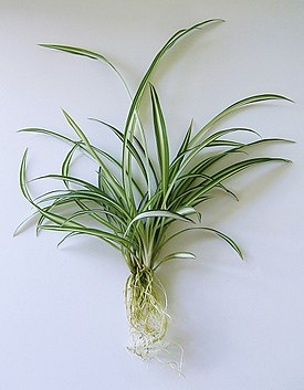 Chlorophytum comosum