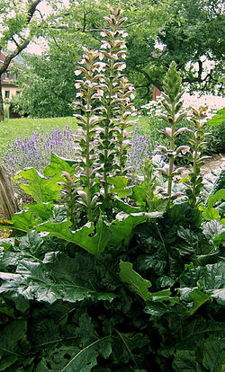 Kreikanakantti (Acanthus mollis)