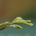 2nd instar caterpillar