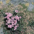 Androsace carnea