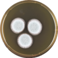 Aspergillus galapagensis growing on MEAOX plate