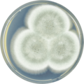 Aspergillus rhizopodus growing on CYA plate