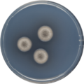 Aspergillus turkensis growing on CYA plate