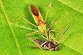 Zelus luridus (Harpactorinae) avec une mouche (Virginie, États-Unis).