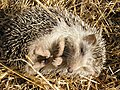 North African hedgehog (Atelerix algirus)