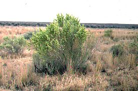 Лебеда сереющая (Atriplex canescens)