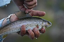 photo hand holding a fish