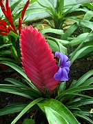 Blue inflorescence