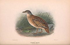 Description de l'image Buff spotted button quail.jpg.