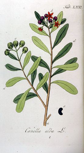 Kanellapuu (Canella winterana)