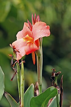 Canna lily